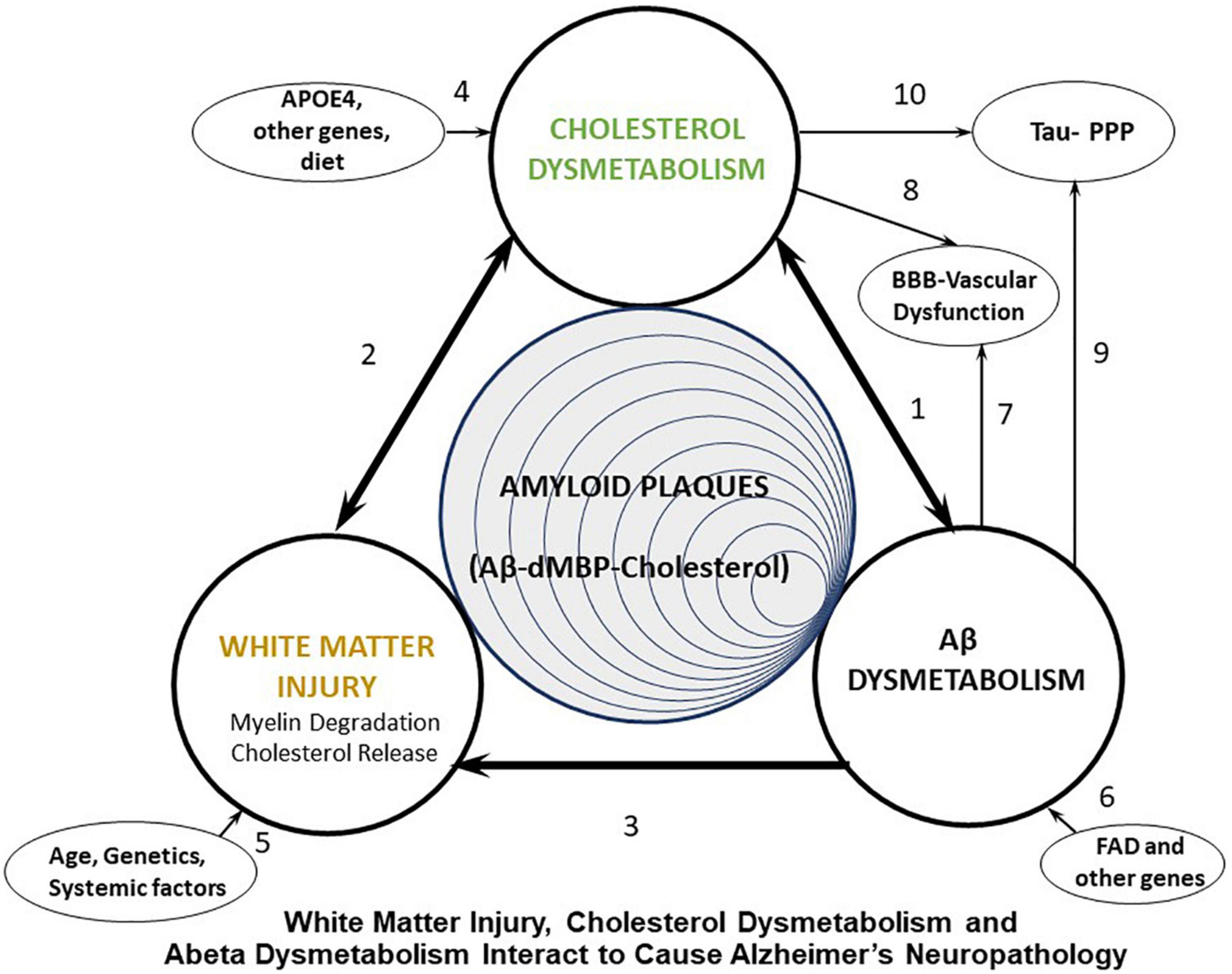 White matter injury, cholesterol dysmetabolism, and APP/Abeta dysmetabolism interact to produce Alzheimer’s disease (AD) neuropathology: A hypothesis and review